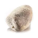 SC-LW-12_5.webp